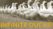 a bunch of ducks are walking in a line with the words infinite ducks in yellow