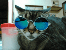 a cat wearing a pair of blue sunglasses looks at the camera