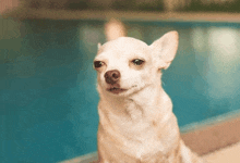 a small white chihuahua dog sitting in front of a blue pool