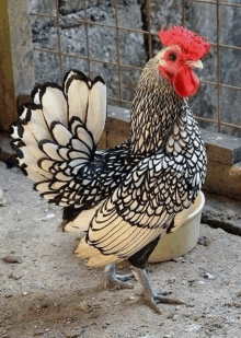 a black and white rooster with a red crest is standing next to a bowl of food .