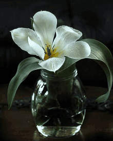 a white flower with a yellow center is in a clear glass vase