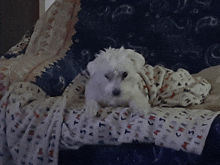 a small white dog laying on a blanket that says christmas