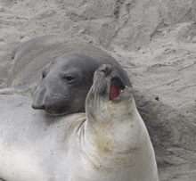 two seals are laying in the sand with one of them yawning