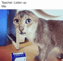 a cat standing next to a box that says rapros on it .