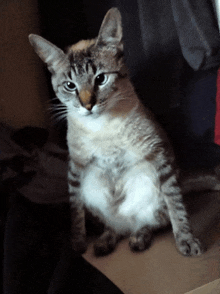 a cat sitting on a cardboard box with its paws crossed