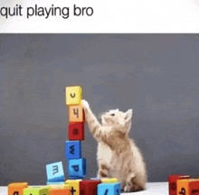 a kitten is playing with blocks and says quit playing bro on the bottom