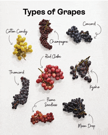 a poster showing different types of grapes including concord cotton candy and red globe