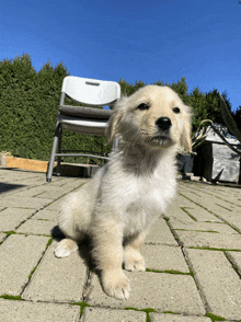 a puppy is sitting on a patio next to a chair