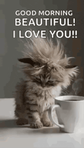a fluffy kitten is sitting next to a cup of coffee and says `` good morning beautiful ! i love you ! ''