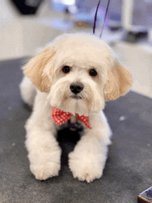 a small white dog wearing a red and white polka dot bow tie