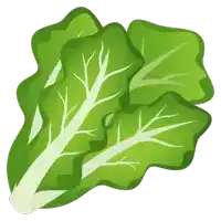 a close up of a lettuce leaf with white edges