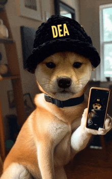 a dog wearing a hat that says dea holds a cell phone