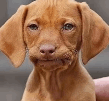 a close up of a brown puppy with a funny face .