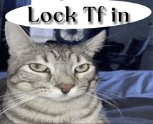 a cat with the words lock tf in behind it