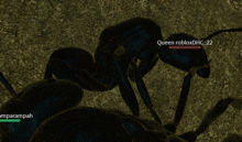 a black ant with the name queen robloxdhc_22 on its head