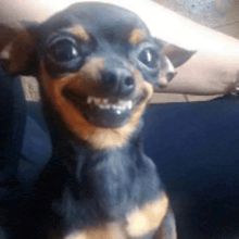 a small black and brown dog is smiling and looking at the camera .