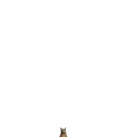 a pixel art drawing of a cat standing next to a red object with three brown circles on it