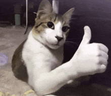 a brown and white cat is giving a thumbs up sign