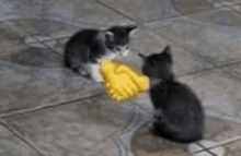 two kittens shaking hands with a yellow glove on the floor .