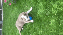 a dog is laying in the grass with a blue ball in its mouth