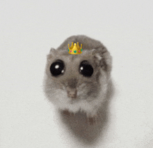 a hamster with a crown on its head