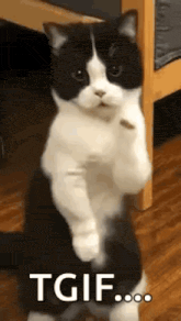 a black and white cat is standing on its hind legs in front of a bed .