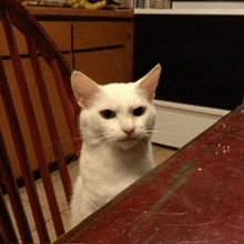 a white cat is sitting on a red table and looking at the camera