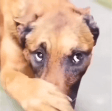 a brown dog is laying down and covering its face with its paw .