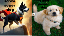 a picture of a super dog next to a picture of a puppy that says screw super dog