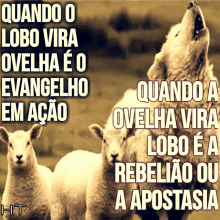 a picture of a wolf howling at a flock of sheep with the words quando o lobo vira ovelha