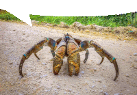 a crab is crawling on a dirt road