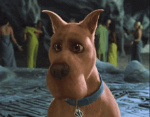 a brown dog with a blue collar and a tag that says scooby doo on it