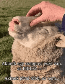 a person is petting a sheep 's face in a field with a foreign language .