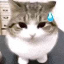 a cat with a tear coming out of its eye .