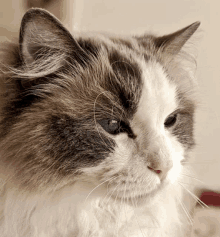 a gray and white cat with blue eyes looks to the side