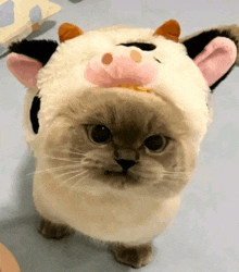 a cat is wearing a cow hat and looking up at the camera