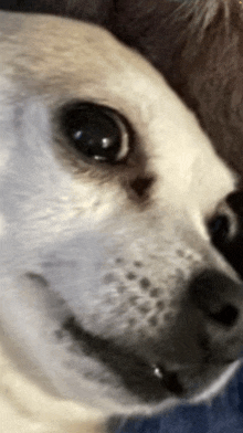 a close up of a dog 's face with a black spot on its nose