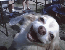 a dog with its mouth open is looking at the camera