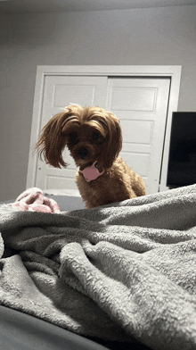 a small brown dog is laying on a bed with a blanket