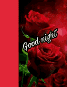 a red rose with the words `` good night '' written on it