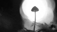 a black and white photo of a mushroom with a light behind it