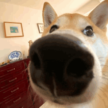 a close up of a dog 's nose in a room