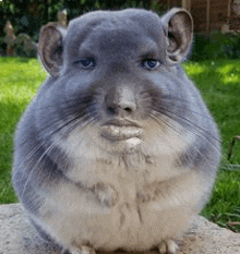 a close up of a chinchilla sitting on a rock .