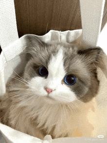 a gray and white cat with blue eyes is sitting in a white bag