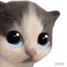 a close up of a cat 's face with tears on its eyes .
