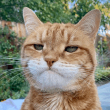 a close up of an orange and white cat with green eyes