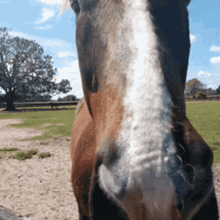 a close up of a horse 's face in a field with trees in the background