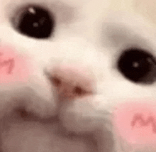 a close up of a white cat 's face with a pink cheek .