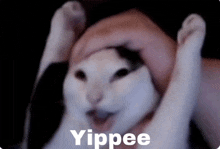 a person petting a cat with the word yippee written on the bottom