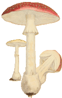 a drawing of a mushroom with a red cap and white stem